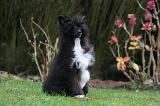 CHIEN NU CHINOIS 245